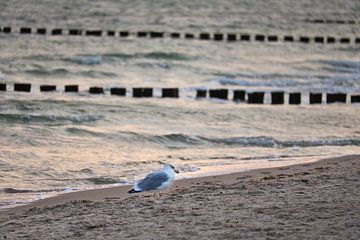 Möwen am Strand an der Ostsee. von Martin Köbsch