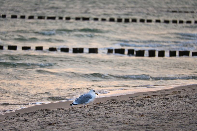 Möwen am Strand an der Ostsee. von Martin Köbsch