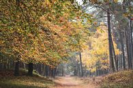 Herbstfarben entlang des Weges von Tania Perneel Miniaturansicht