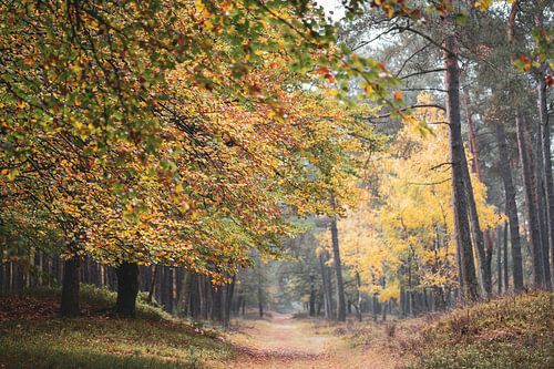 autumn colours along the path