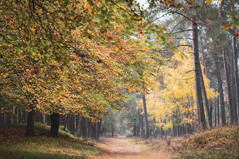 Herbstfarben entlang des Weges von Tania Perneel