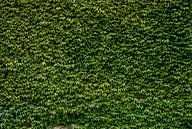 Green Ivy Leaves Wall 1, Bsmart van 1x thumbnail