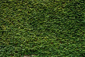 Green Ivy Leaves Wall 1, Bsmart van 1x