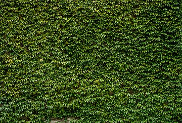 Green Ivy Leaves Wall 1, Bsmart by 1x