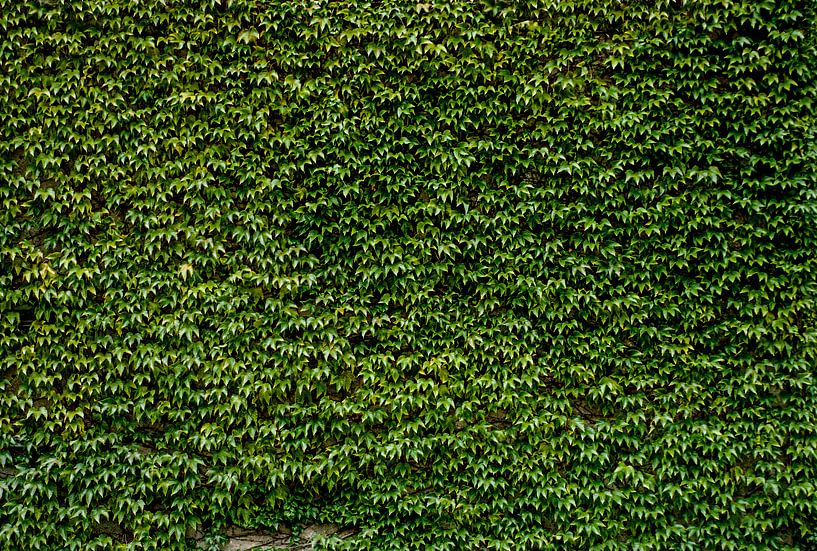 Green Ivy Leaves Wall 1, Bsmart by 1x