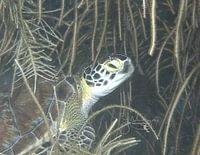 Green Sea Turtle in Gorgonian Patch, Bonaire