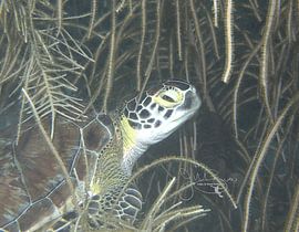Green Sea Turtle in Gorgonian Patch, Bonaire by Joseph M. Bowen Photography