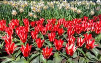 Flower field with red tulips and white daffodils in Keukenhof Holland by Ben Schonewille thumbnail