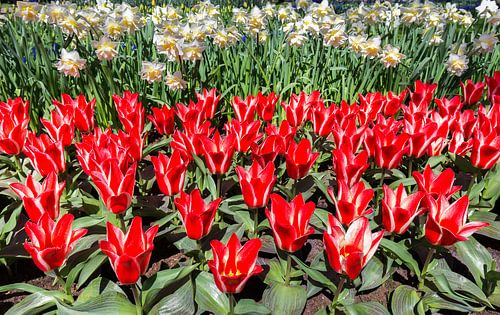 Bloemenveld met rode tulpen en witte narcissen