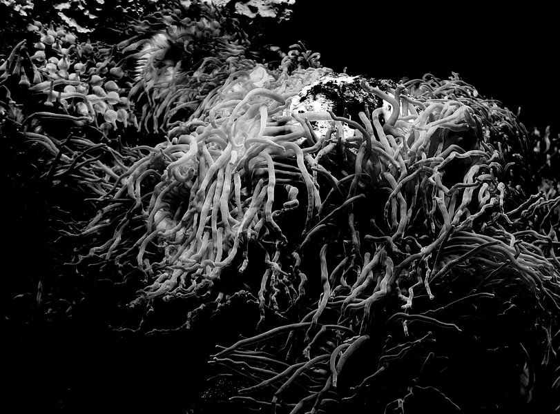 Coral in black and white by Jose Lok