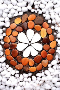 Fleur de pierre d'hiver sur ByNoukk
