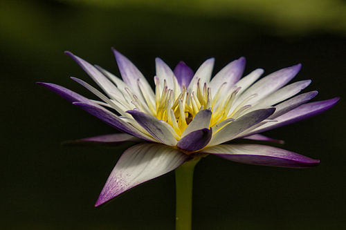 Lotusblüte, weiß mit lila.