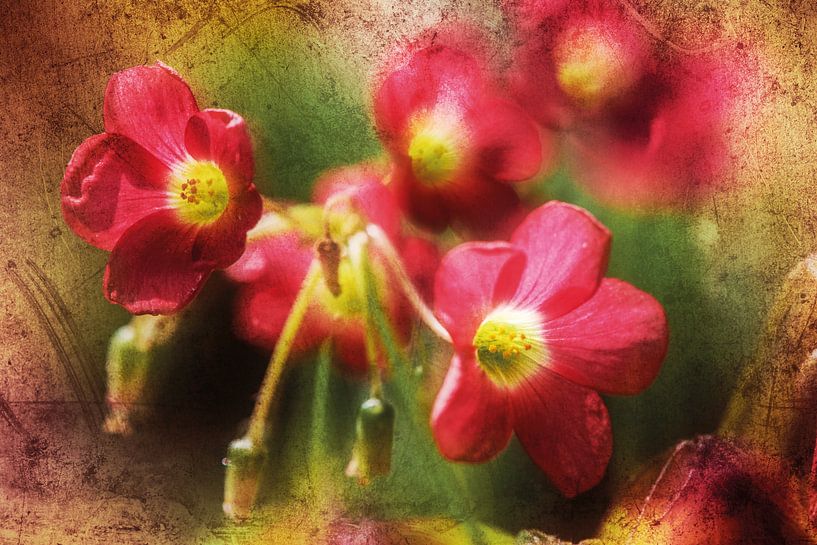 Lucky clover in the morning light by Nicc Koch