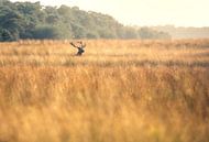 Edelhert in het hoge gras van Ton Drijfhamer thumbnail