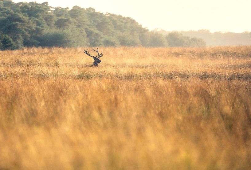 Red deer in the high grass by Ton Drijfhamer