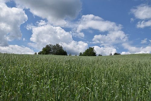Een haverveld onder een bewolkte hemel