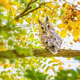 Le hibou des marais haut dans l'arbre sur Caroline van der Vecht