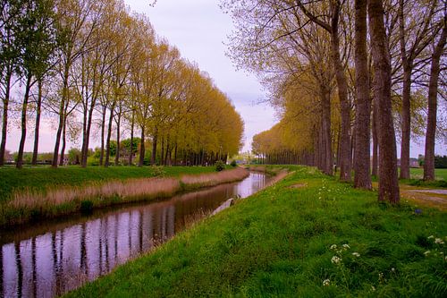 Bomen langs de sloot in Sint-Laureins (België)