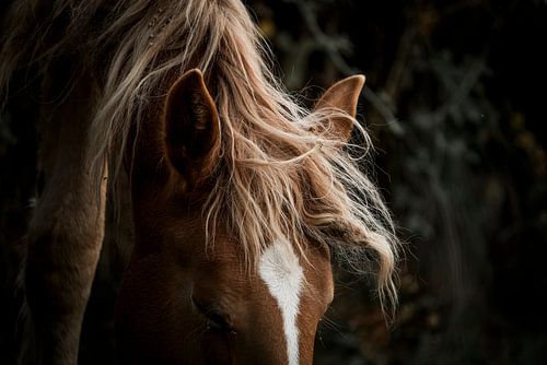 Paard Zachte Gratie Het Poëtische Portret van een Paard