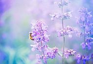 Wasp in a purple landscape by mirka koot thumbnail