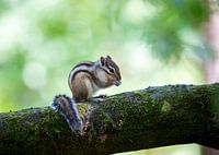 Siberian ground squirrel