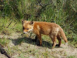 Fuchsjunges unterwegs von Marjon Woudboer