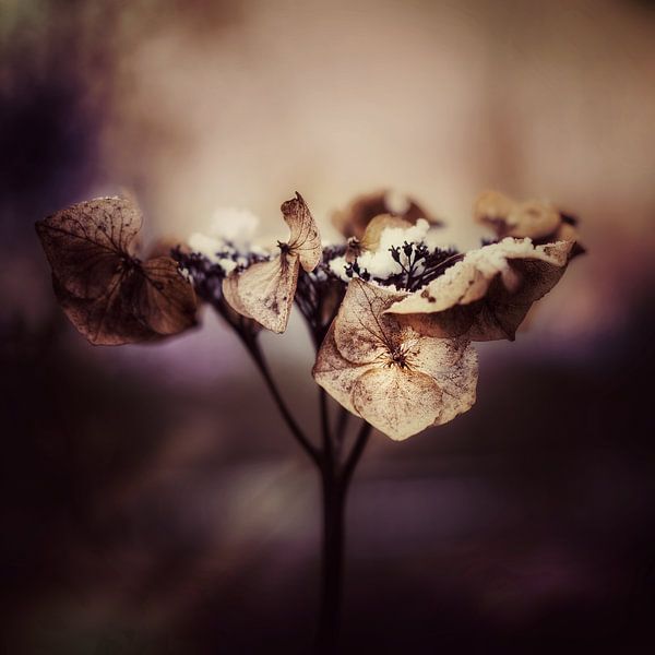 Hortensia in de sneeuw van Maneschijn FOTO