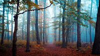 Bos in de herfst van Martin Wasilewski thumbnail