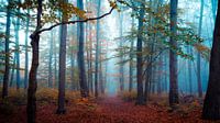Forest in autumn