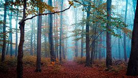 Forest in autumn by Martin Wasilewski