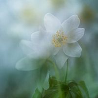 Wood anemone