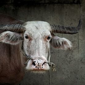 Buffalo in Thailand van Wianda Bakker