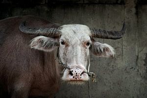 Buffalo in Thailand van Wianda Bakker