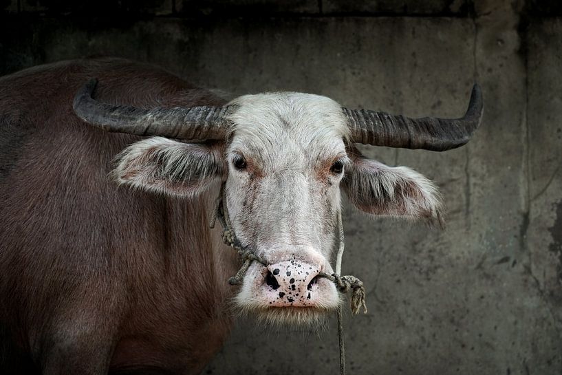 Buffalo in Thailand van Wianda Bakker