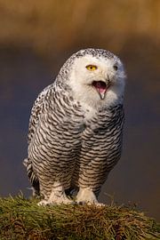 Harfang des neiges (Bubo scandiacus)