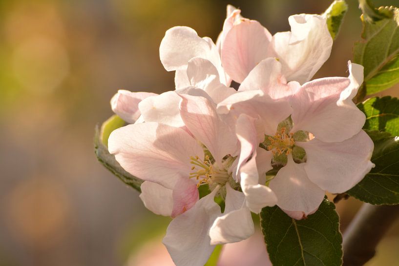 Apfelblüte in voller Blüte von Klaas Dozeman