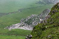 Chèvres de montagne près du lac Ercina dans les Picos de Europa par Easycopters Aperçu