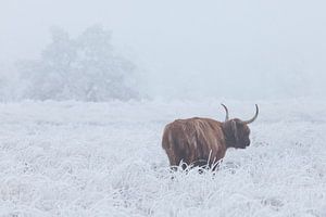 Highland cow in white frozen field sur Karla Leeftink