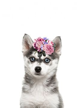 Flower puppy, a pomsky puppy with happy flowers by Elles Rijsdijk