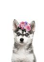 Flower puppy, a pomsky puppy with happy flowers by Elles Rijsdijk thumbnail