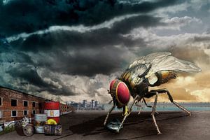 La curiosité de la mouche domestique