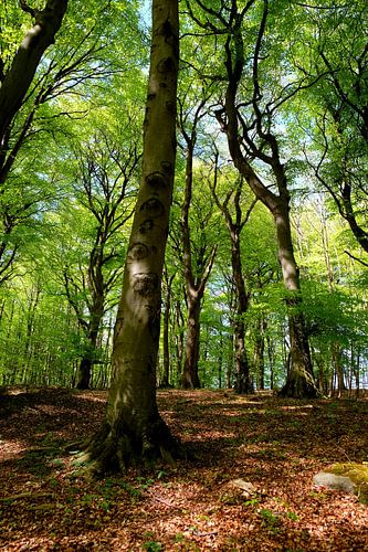 In the beech forest