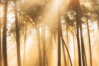 Bos fotografie "the wooddeck"