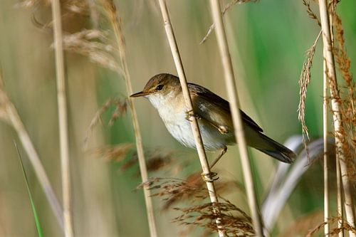 Reed-Warbler