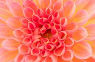 Herz der Dahlienblüte von Dafne Vos Miniaturansicht