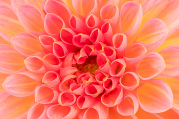 Herz der Dahlienblüte