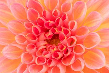 Hart van de Dahlia bloem van Dafne Vos