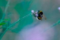 Bourdon sur une fleur aux tons pastel