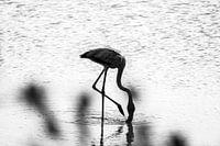 Curaçao - Flamingo