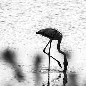 Flamingo - Curaçao sur Rowenda Hulsebos